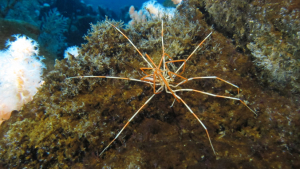 closeup look at a giant spider