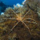 Giant Antarctic sea spiders’ 140-year-old reproductive mystery solved