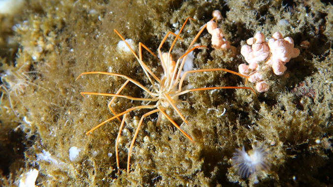 closeup look at a giant spider