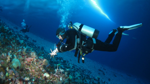 person in scuba gear picking up a sea spider