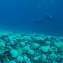 Compounds released by bleaching coral reefs promote bacteria