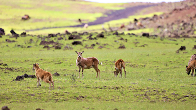 deer grazing