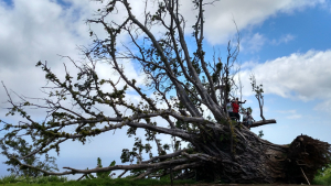 fallen tree