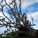 In wake of powerful cyclone, remarkable recovery of Pacific island’s forests