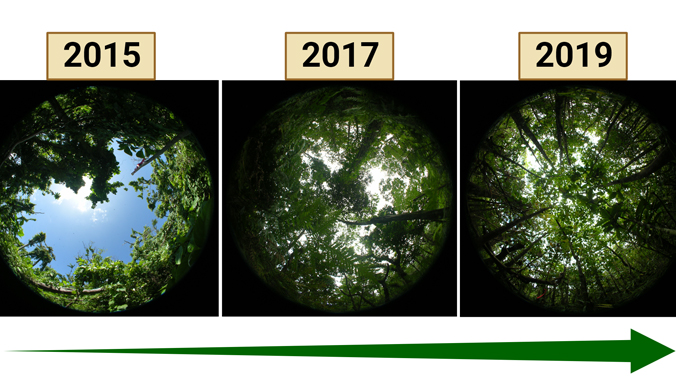 three shots of the forest canopy increasing