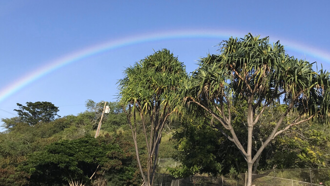 rainbow over trees
