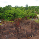 Study reveals: Pacific Islanders used fire to shape landscapes