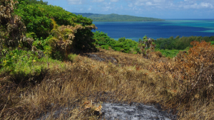 Fire stopped at forest's edge