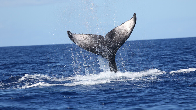 The underside of a humpback whale's tail fluke coming out of the water.