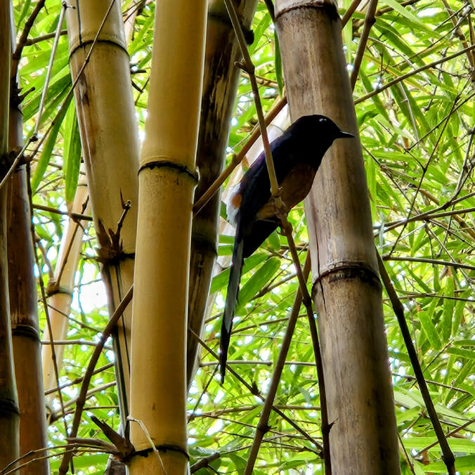 Bird perched in bamboo