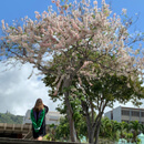 Image of the Week: Shower tree