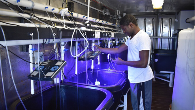 technician in a lavral fish rearing room 