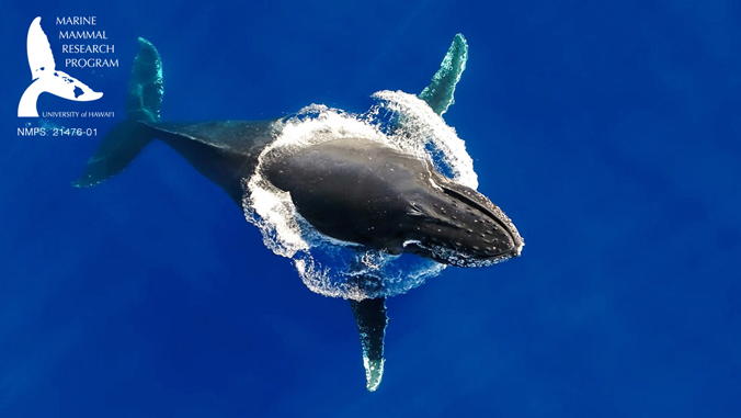 Humpback whale