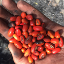 $4.6M project turns to non-invasive plants in fight against wildfires