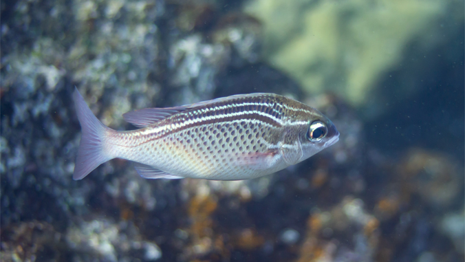 fish