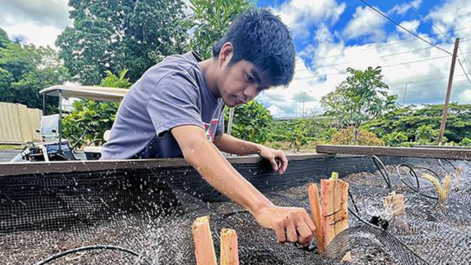 person gardening
