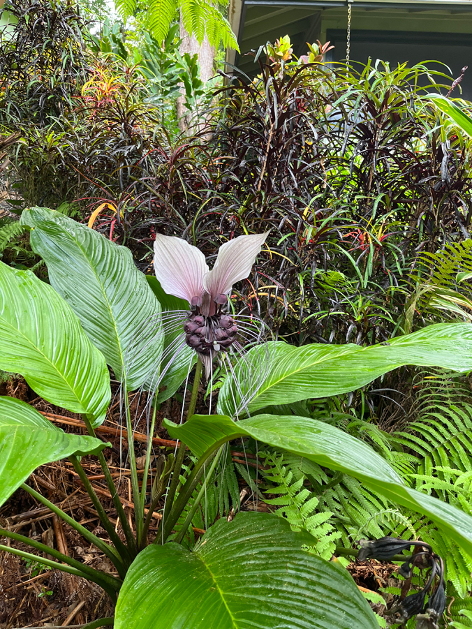 Bat flower