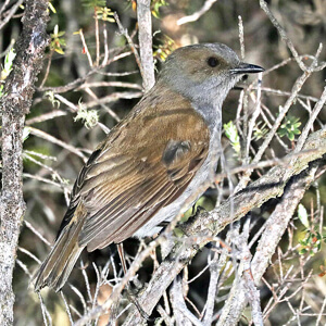 bird