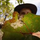 Native Hawaiian moth research wins ‘best student talk’ at competition