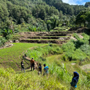 Students from Hawaiʻi, Indonesia blend oral history, landscape conservation