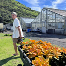Image of the Week: Poinsettias