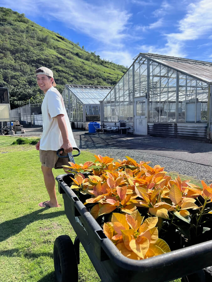 Person pulling a wheelbarrow full of poinsettia plants