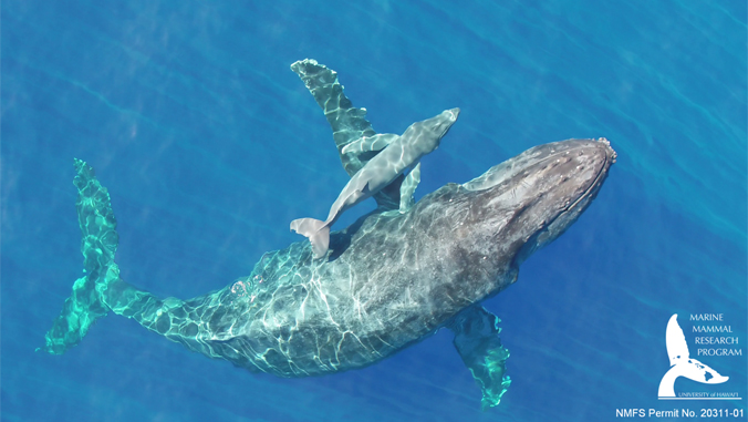 humpback whale mother and baby