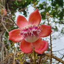 Image of the Week: Cannonball flower