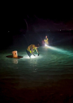 two individuals collecting box jellyfish at night