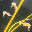 Image of the week: Baby seahorses