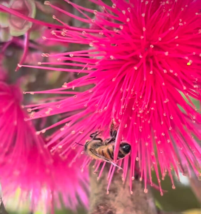 Bee in a blossom