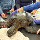 Turtle tagging: Hands-on research for Hawaiʻi CC Marine Option Program students