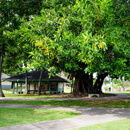 UH Maui College named a Tree Campus