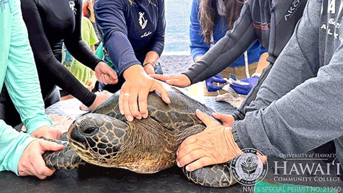 People holding turtle