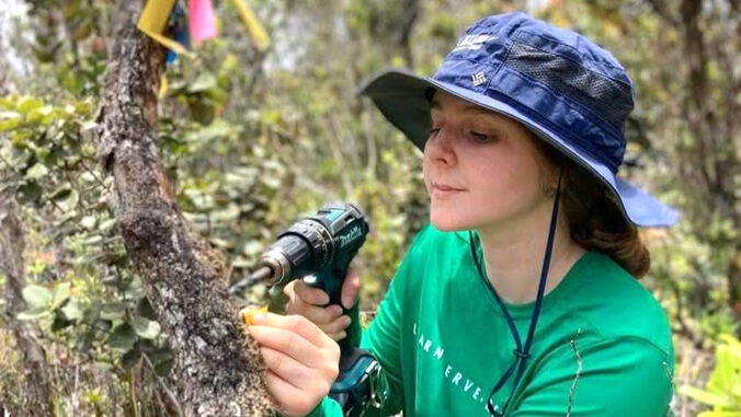 Bearden using a drill on a tree