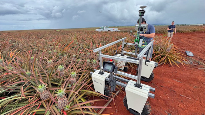 large robot in a pineapple field