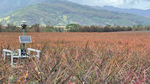robot in a pineapple field