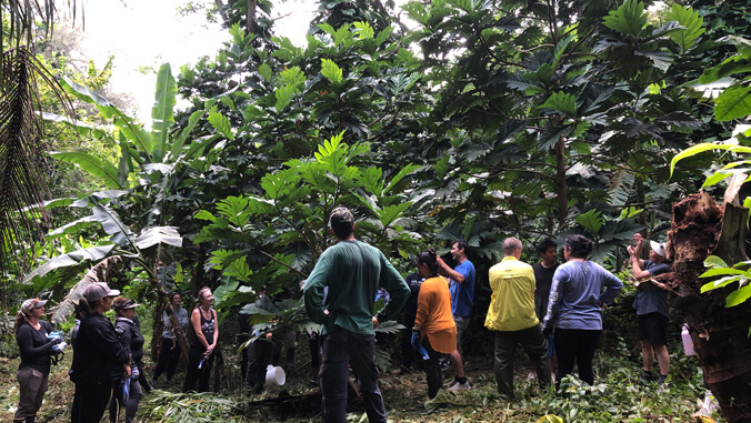 People standing around ulu trees