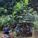 Federal grant termination uproots CTAHR’s ʻulu education program
