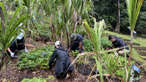 people performing restoration work in the forest