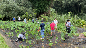 people performing restoration and conservation work