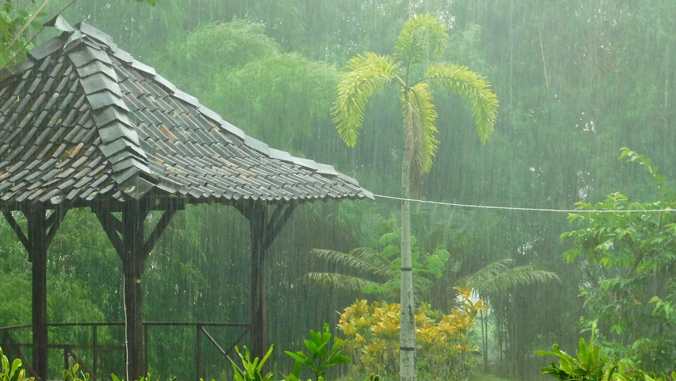 rain in a forest