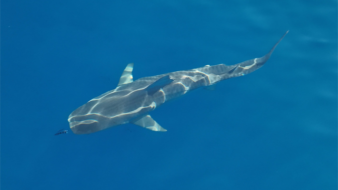 Sharktober: UH scientists confirm spike in tiger shark bites in October