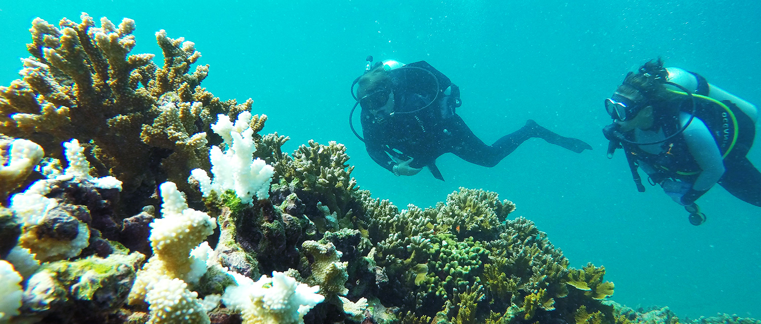 Scuba Diving near Coral Reef