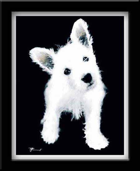 West Highland Terrier: Rascal