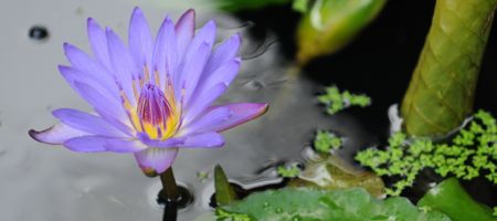 photo of purple flower