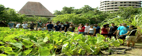 people around taro field