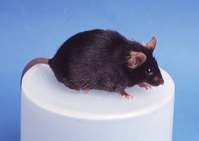 Cumulina, the worldʻs first cloned mouse