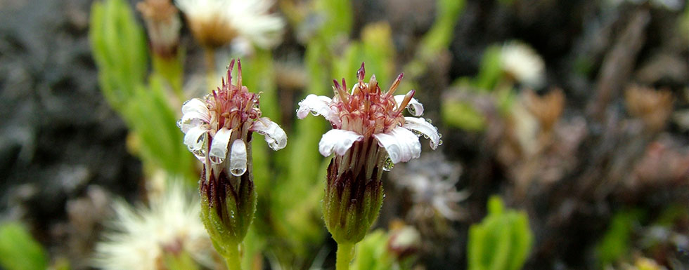 Alpine tetramolopim, close-up of small white petaled flowers with dew hanging on