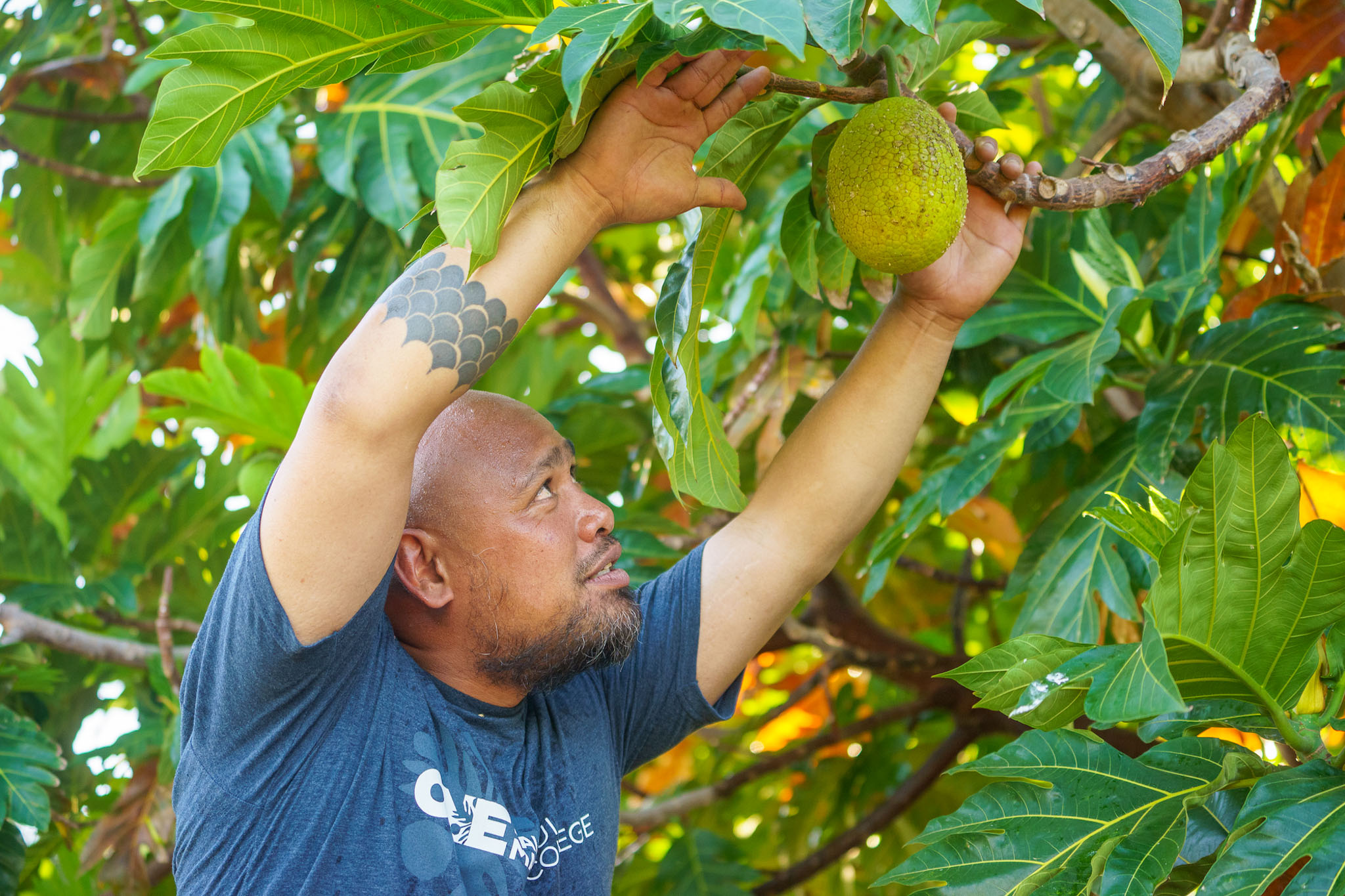 Imperative1 Person picking ulu (breadfruit) from tree